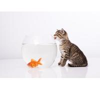 OZLHSP puzzle bambina 500 pezzi Gatti Gattini Pesci Animali 52x38cm