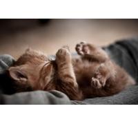 OZLHSP puzzle bambina 500 pezzi Gattini Animali 52x38cm