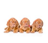OZLHSP puzzle bambini 1000 pezzi Animali Dogue de Bordeaux 75x50cm