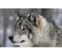 OZLHSP puzzle bambini 500 pezzi Lupi Animali 52x38cm