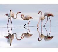 OZLHSP puzzle bambini femmina puzzle 1000 pezzi Animale fenicottero 75x50cm