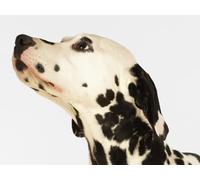 OZLHSP puzzle bambini femmina puzzle 1000 pezzi Animali dalmata 75x50cm