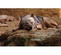 OZLHSP puzzle bambini puzzle 1000 pezzi Lupi Animali 75x50cm