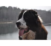 OZLHSP puzzle bambino 500 pezzi Animali da pastore dell'Asia centrale 52x38cm