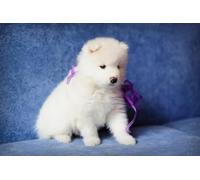 OZLHSP puzzle bambino 500 pezzi Cucciolo di Samoiedo 52x38cm