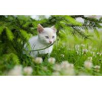 OZLHSP puzzle bambino 500 pezzi Gattini Animali 52x38cm