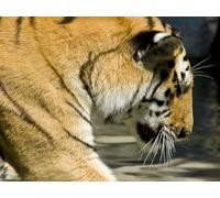 OZLHSP puzzle bambino 500 pezzi Tigri Grandi felini Animali 52x38cm