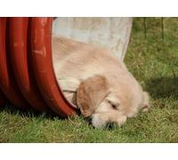 OZLHSP puzzle bellissimi adulti puzzle 1000 pezzi Cuccioli di Retriever Animali 75x50cm