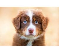 OZLHSP puzzle bellissimi adulti puzzle 1500 pezzi Cuccioli di pastore australiano 87x57cm