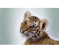 OZLHSP puzzle bellissimi adulti puzzle 1500 pezzi Tigri Grandi felini Animali 87x57cm