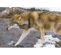 OZLHSP puzzle bellissimi adulti puzzle 500 pezzi Lupi Animali 52x38cm