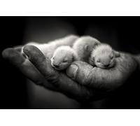 OZLHSP puzzle bimba 1000 pezzi Cuccioli di animali 75x50cm