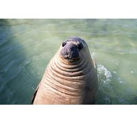 OZLHSP puzzle bimba 500 pezzi Foche Animali 52x38cm