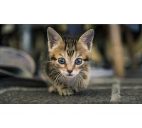 OZLHSP puzzle bimba 500 pezzi Gattini Animali 52x38cm