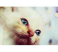 OZLHSP puzzle bimba 500 pezzi Gattini Animali 52x38cm