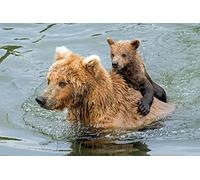 OZLHSP puzzle bimba 500 pezzi L'orso grizzly nuota 52x38cm