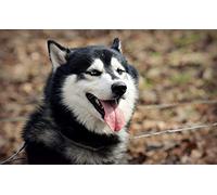 OZLHSP puzzle bimbi 500 pezzi puzzle Animale Husky 52x38cm