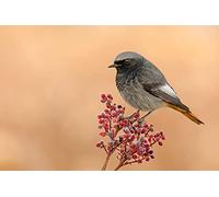 OZLHSP puzzle bimbi 500 pezzi puzzle Codirosso fenicio 52x38cm