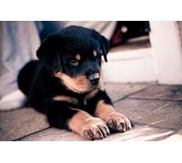 OZLHSP puzzle bimbi 500 pezzi puzzle Cuccioli di Rottweiler Animali Rottweiler 52x38cm