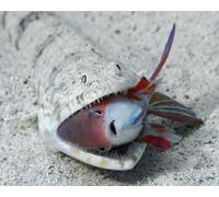 OZLHSP puzzle bimbo 1000 pezzi Acqua di pesce 75x50cm