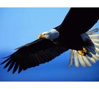 OZLHSP puzzle bimbo 1000 pezzi Animale 75x50cm