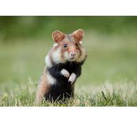 OZLHSP puzzle bimbo 1500 pezzi Criceti Animali 87x57cm