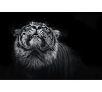 OZLHSP puzzle bimbo 1500 pezzi Tigre Grandi felini 87x57cm