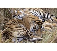OZLHSP puzzle bimbo 1500 pezzi Tigre Grandi felini Animali 87x57cm