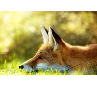 OZLHSP puzzle bimbo 1500 pezzi Volpi Animali 87x57cm
