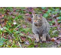 OZLHSP puzzle bimbo 500 pezzi Animale 52x38cm