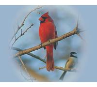 OZLHSP puzzle bimbo 500 pezzi Animale 52x38cm