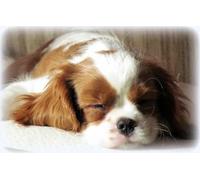 OZLHSP puzzle bimbo 500 pezzi Animale King Charles Spaniel 52x38cm