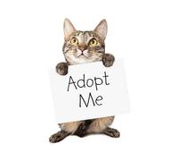 OZLHSP puzzle bimbo 500 pezzi Animali 52x38cm