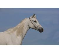 OZLHSP puzzle bimbo 500 pezzi Animali a cavallo 52x38cm