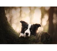 OZLHSP puzzle bimbo 500 pezzi Animali Border Collie 52x38cm