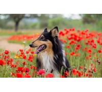 OZLHSP puzzle bimbo 500 pezzi Animali Collie 52x38cm
