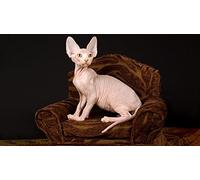 OZLHSP puzzle bimbo 500 pezzi Animali del gatto Sfinge 52x38cm