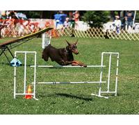 OZLHSP puzzle bimbo 500 pezzi Animali Dobermann 52x38cm