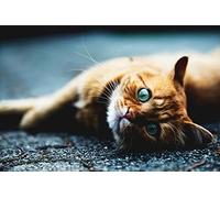 OZLHSP puzzle bimbo 500 pezzi Animali felini 52x38cm