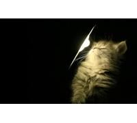 OZLHSP puzzle bimbo 500 pezzi Animali felini 52x38cm