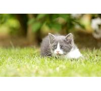 OZLHSP puzzle bimbo 500 pezzi Animali gattini 52x38cm