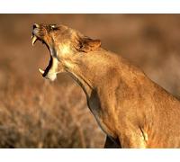 OZLHSP puzzle bimbo 500 pezzi Animali Leone Grandi felini 52x38cm