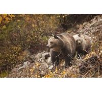 OZLHSP puzzle bimbo 500 pezzi Animali Orsi 52x38cm