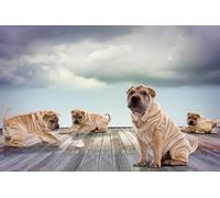 OZLHSP puzzle bimbo 500 pezzi Animali Shar Pei 52x38cm