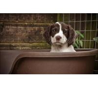 OZLHSP puzzle bimbo 500 pezzi Animali Spaniel 52x38cm