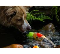 OZLHSP puzzle bimbo 500 pezzi Border Collie Pesci Animali 52x38cm