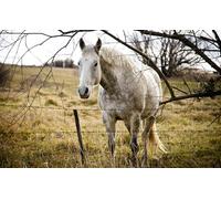 OZLHSP puzzle bimbo 500 pezzi Cavallo Animale 52x38cm