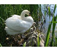 OZLHSP puzzle bimbo 500 pezzi Cigno Animale 52x38cm