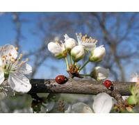 OZLHSP puzzle bimbo 500 pezzi Coccinelle Insetti Animali 52x38cm