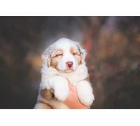 OZLHSP puzzle bimbo 500 pezzi Cuccioli australiani carini animali 52x38cm